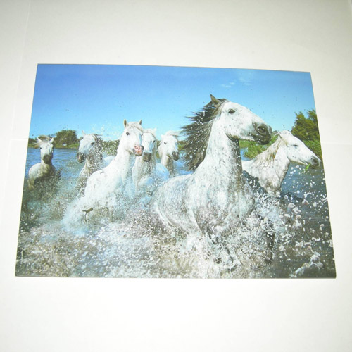 Horses of the Camargue card