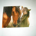 Nuzzling Mustangs card