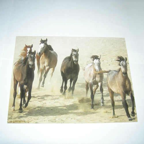 Wild Mustangs card