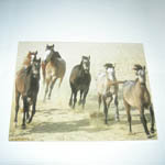 Wild Mustangs card